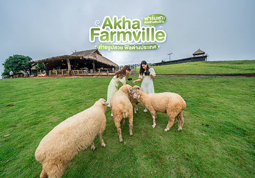 Akha Farmville ฟาร์มแกะดอยช้าง เชียงราย ถ่ายรูปสวย ฟีลต่างประเทศ
