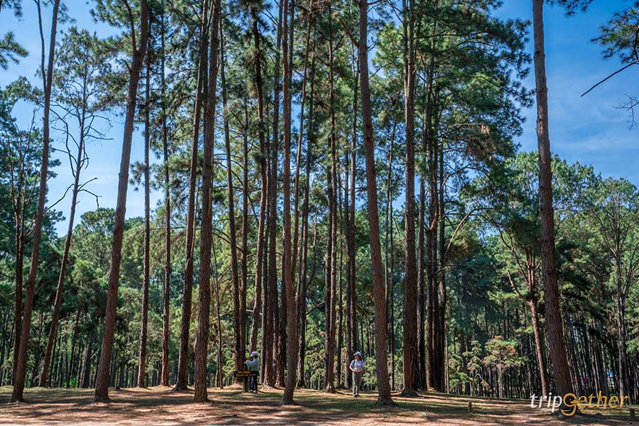 20 ที่เที่ยวภาคเหนือ จุดเช็คอินสวย ใช้เวลาเที่ยวชิลล์ๆ