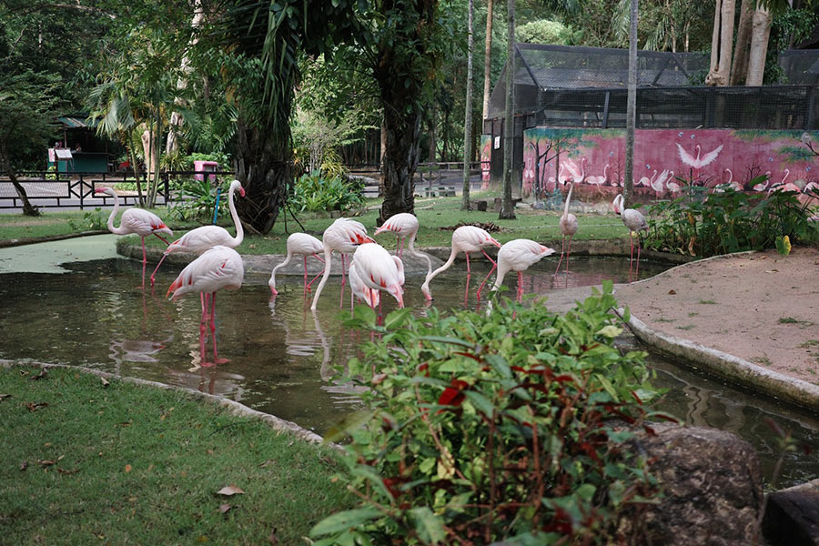 6 สวนสัตว์ใกล้กรุงเทพ เที่ยวสนุกได้ทุกเพศทุกวัย ใกล้ชิดสัตว์