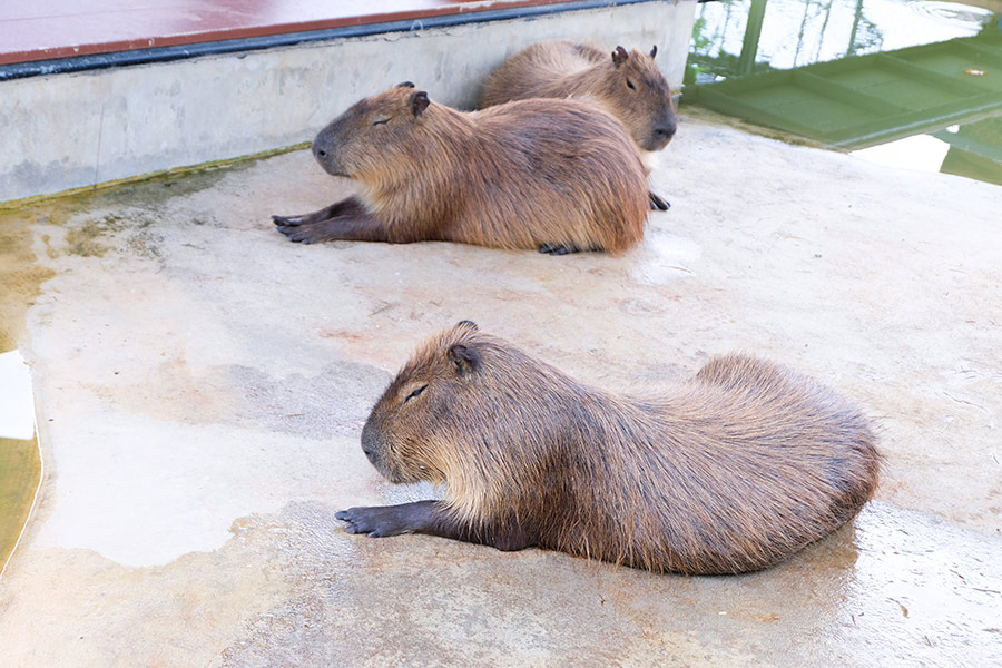 6 สวนสัตว์ใกล้กรุงเทพฯ เที่ยวสนุกทุกวัย สัมผัสสัตว์แบบใกล้ชิด