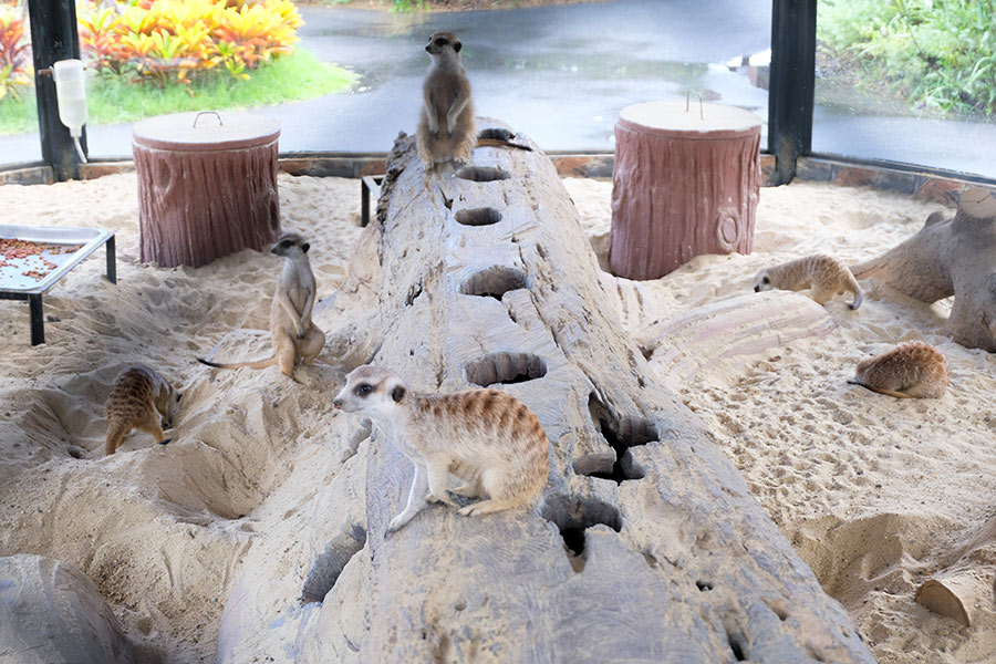 6 สวนสัตว์ใกล้กรุงเทพฯ เที่ยวสนุกทุกวัย สัมผัสสัตว์แบบใกล้ชิด