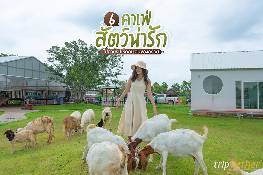 6 คาเฟ่สัตว์น่ารัก ไปถ่ายรูปเช็คอิน กินของอร่อย