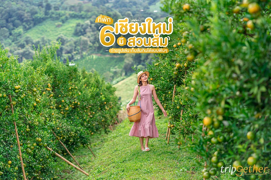 6 ที่พักเชียงใหม่มีสวนส้ม ถ่ายรูปเล่น เก็บส้มกินได้แบบฟินๆ
