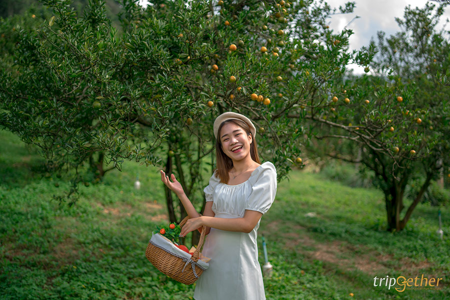 6 ที่พักเชียงใหม่มีสวนส้ม ถ่ายรูปเล่น เก็บส้มกินได้แบบฟินๆ