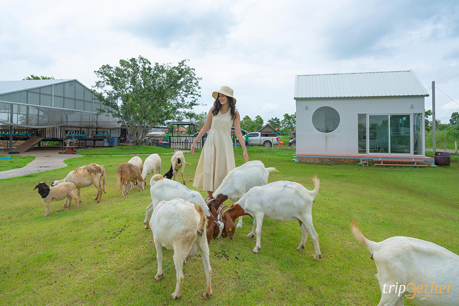 6 คาเฟ่สัตว์น่ารัก ไปถ่ายรูปเช็คอิน กินของอร่อย