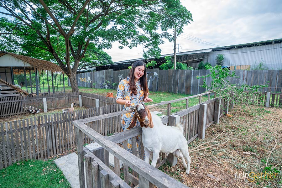 6 คาเฟ่สัตว์น่ารัก ไปถ่ายรูปเช็คอิน กินของอร่อย