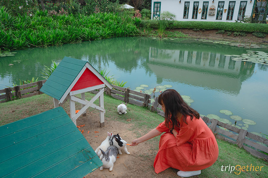 6 คาเฟ่สัตว์น่ารัก ไปถ่ายรูปเช็คอิน กินของอร่อย