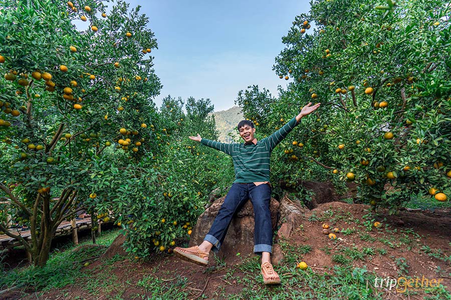 6 ที่พักเชียงใหม่มีสวนส้ม ถ่ายรูปเล่น เก็บส้มกินได้แบบฟินๆ