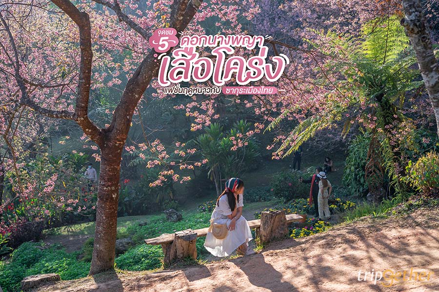 5 จุดชมดอกนางพญาเสือโคร่ง เชียงใหม่