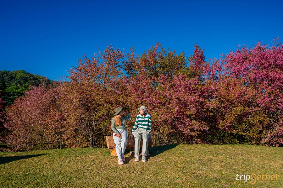 5 จุดชมดอกนางพญาเสือโคร่ง เชียงใหม่