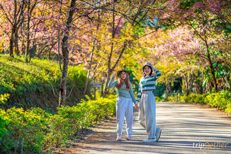 5 จุดชมดอกนางพญาเสือโคร่ง เชียงใหม่