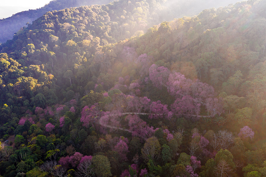 5 จุดชมดอกนางพญาเสือโคร่ง เชียงใหม่