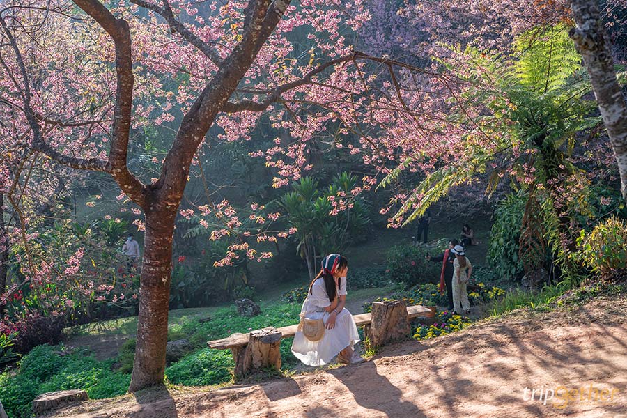 8 พิกัดดูดอกนางพญาเสือโคร่ง บานสะพรั่งต้อนรับต้นปี 2567