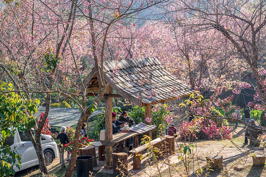 5 จุดชมดอกนางพญาเสือโคร่ง เชียงใหม่