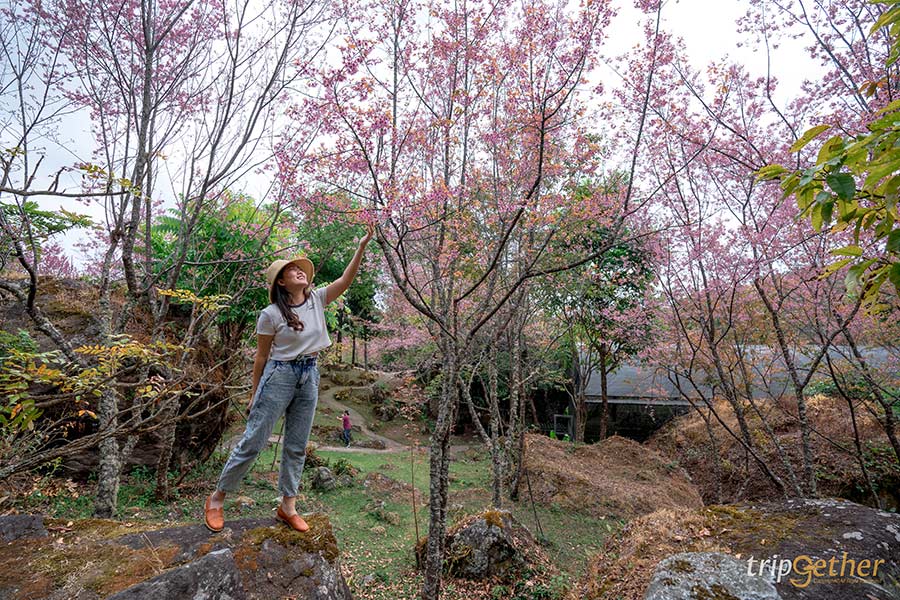 5 จุดชมดอกนางพญาเสือโคร่ง เชียงใหม่