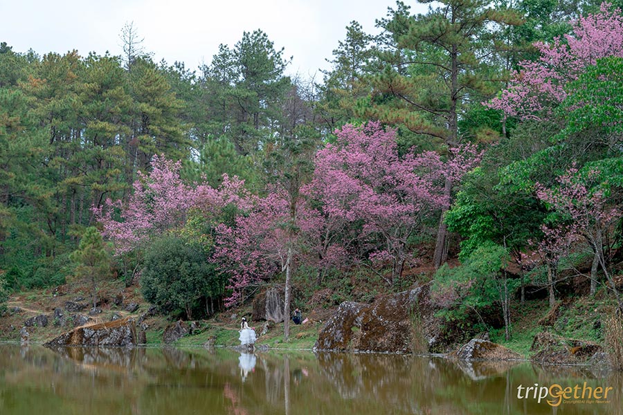 8 พิกัดดูดอกนางพญาเสือโคร่ง บานสะพรั่งต้อนรับต้นปี 2567