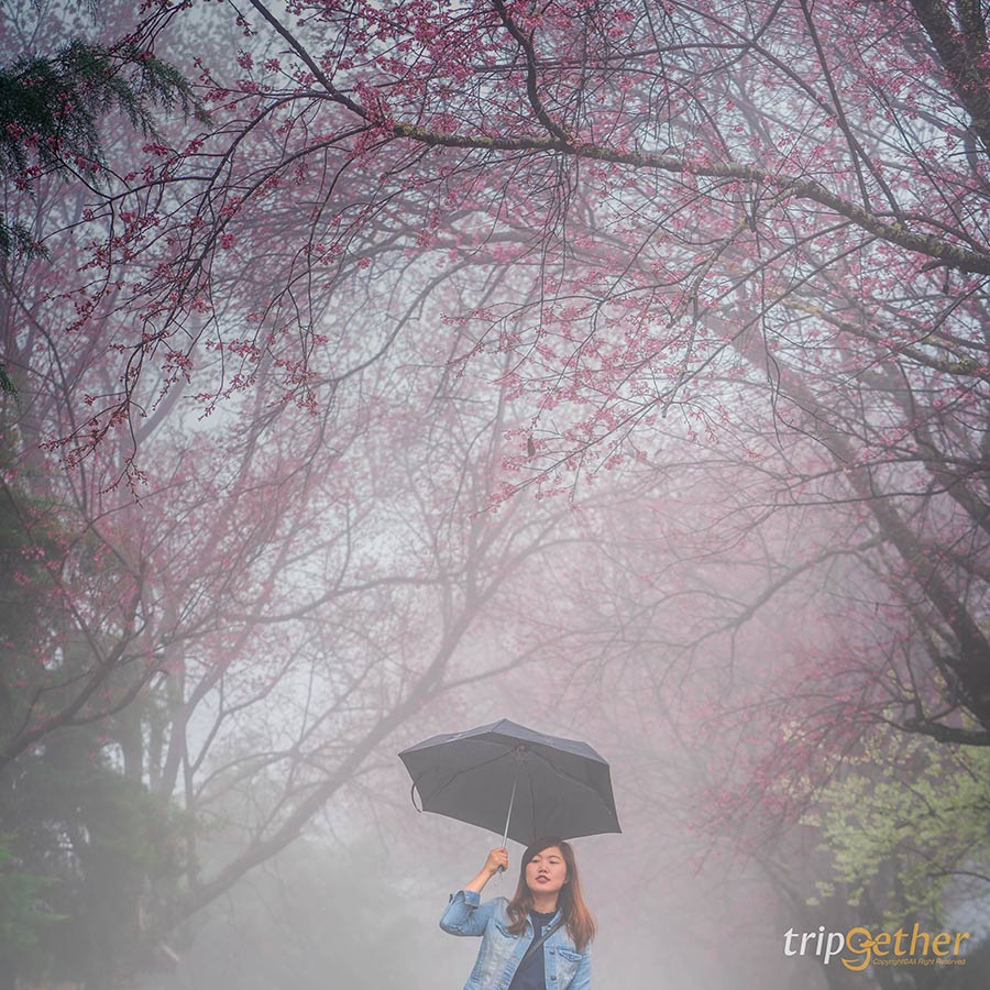 5 จุดชมดอกนางพญาเสือโคร่ง เชียงใหม่