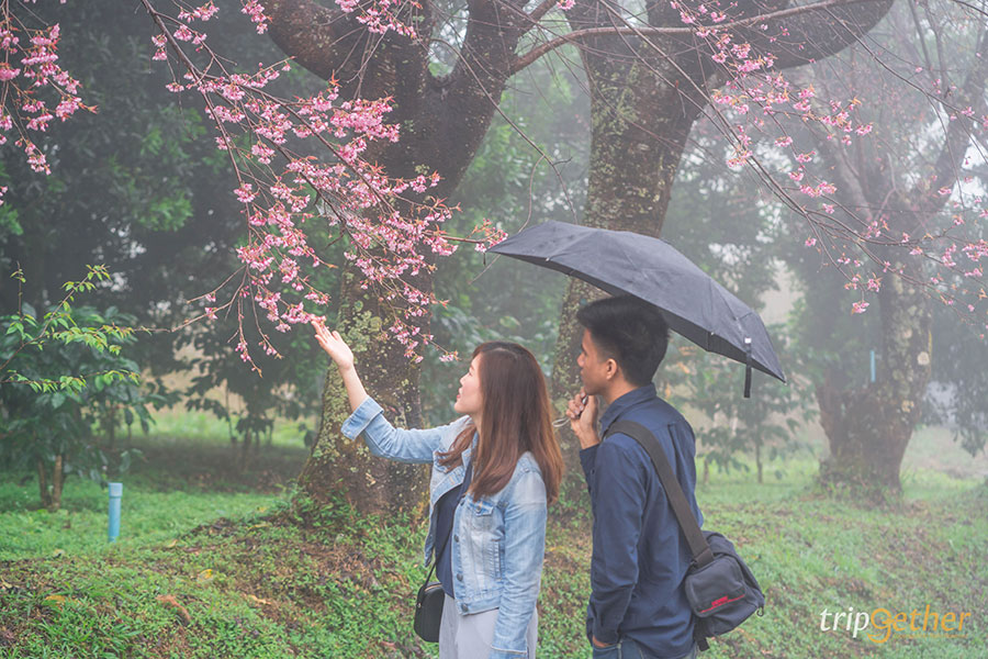 5 จุดชมดอกนางพญาเสือโคร่ง เชียงใหม่