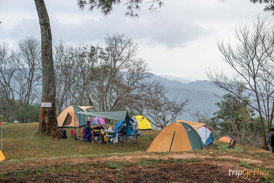 5 จุดชมดอกนางพญาเสือโคร่ง เชียงใหม่