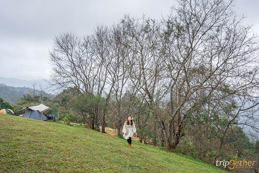 5 จุดชมดอกนางพญาเสือโคร่ง เชียงใหม่