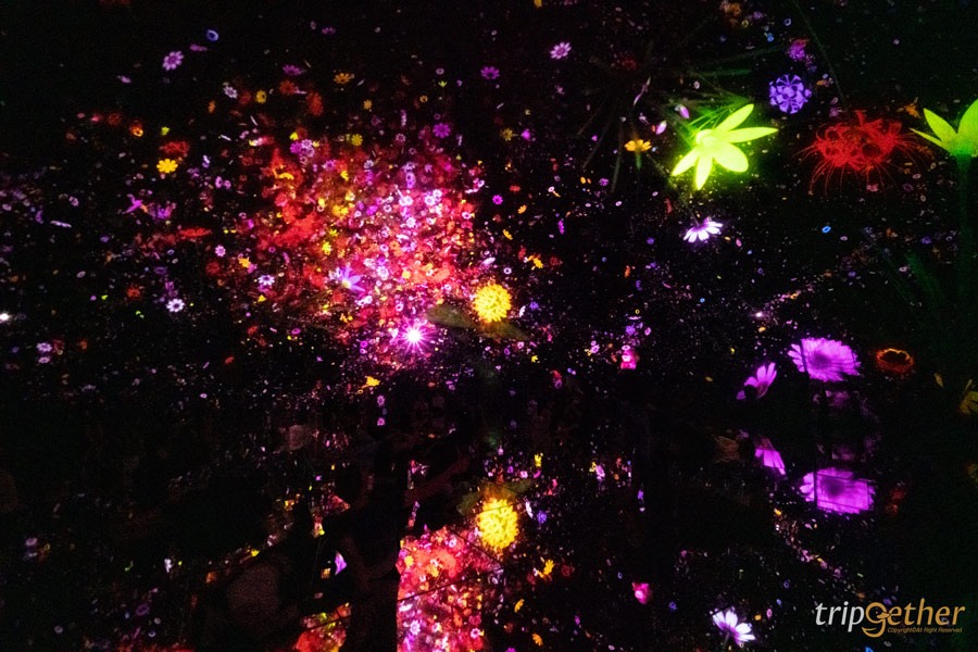 teamLab Planets TOKYO ที่เที่ยวโตเกียวสุดอาร์ต สัมผัสที่เป็นหนึ่งเดียวกับศิลปะ!