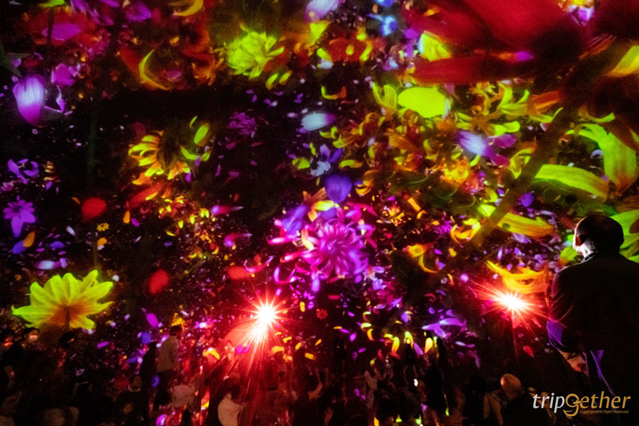 teamLab Planets TOKYO ที่เที่ยวโตเกียวสุดอาร์ต สัมผัสที่เป็นหนึ่งเดียวกับศิลปะ!