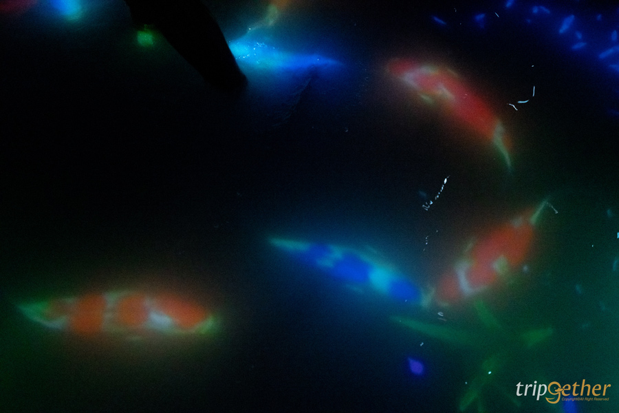 teamLab Planets TOKYO ที่เที่ยวโตเกียวสุดอาร์ต สัมผัสที่เป็นหนึ่งเดียวกับศิลปะ!