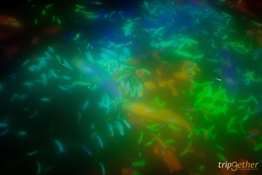 teamLab Planets TOKYO ที่เที่ยวโตเกียวสุดอาร์ต สัมผัสที่เป็นหนึ่งเดียวกับศิลปะ!