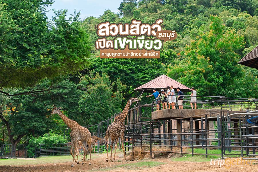 สวนสัตว์เปิดเขาเขียว ที่เที่ยวชลบุรี ตะลุยดูความน่ารักอย่างใกล้ชิด