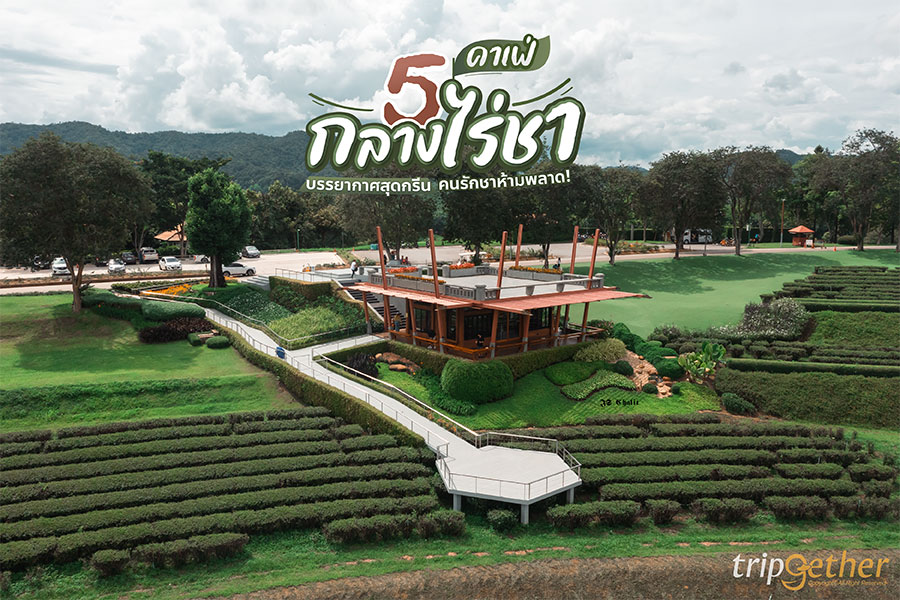 5 คาเฟ่กลางไร่ชา