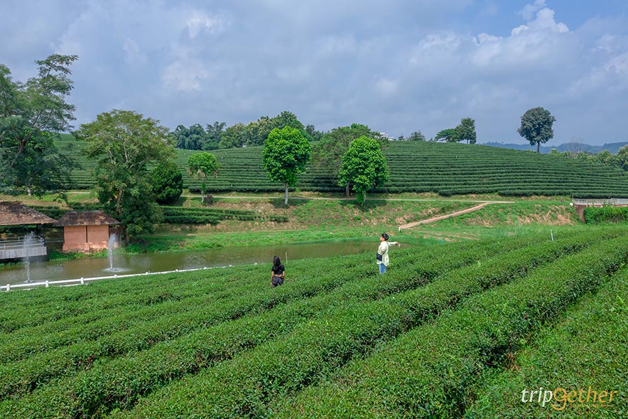 5 คาเฟ่กลางไร่ชา