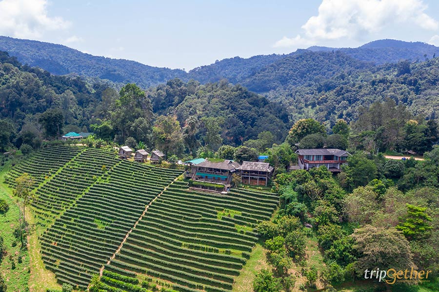5 คาเฟ่กลางไร่ชา
