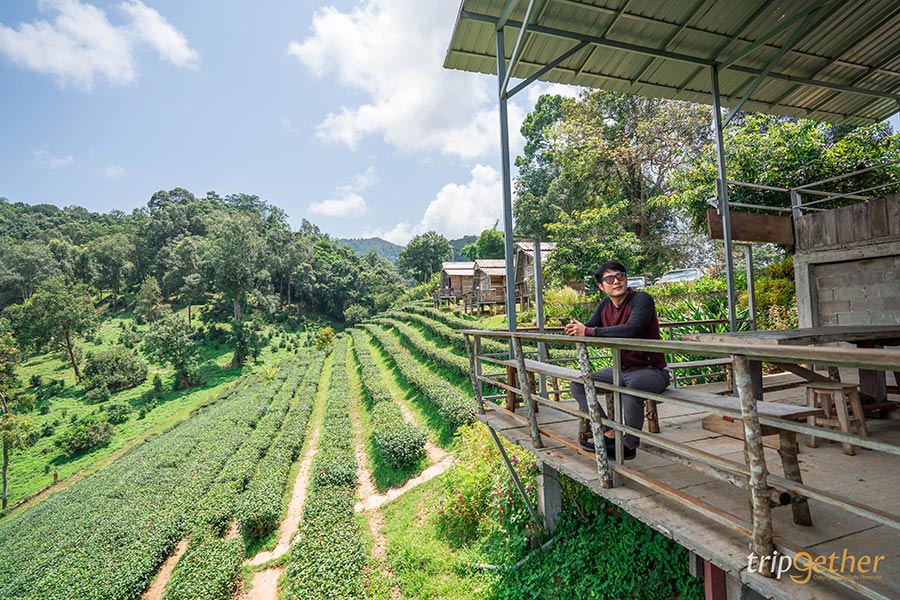 5 คาเฟ่กลางไร่ชา
