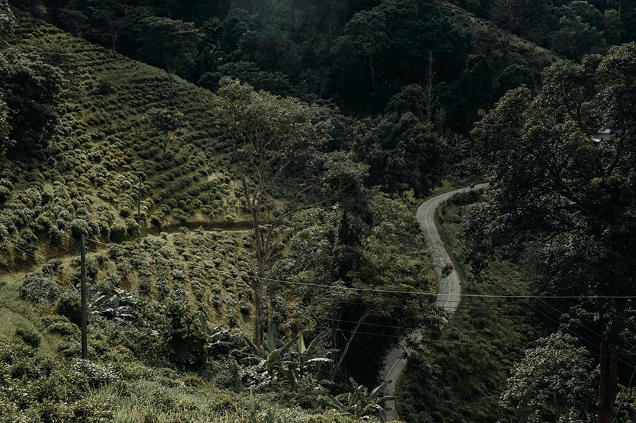 5 คาเฟ่กลางไร่ชา