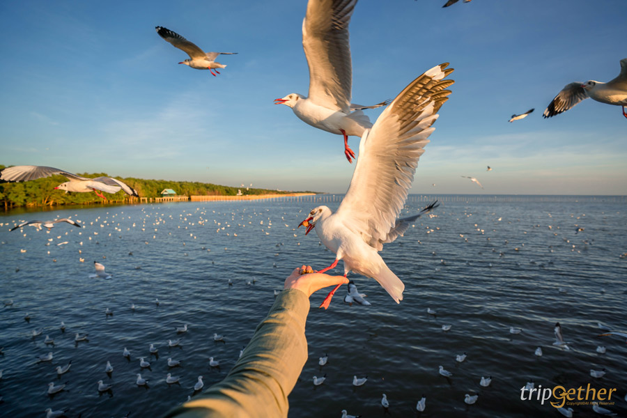 สะพานสวย