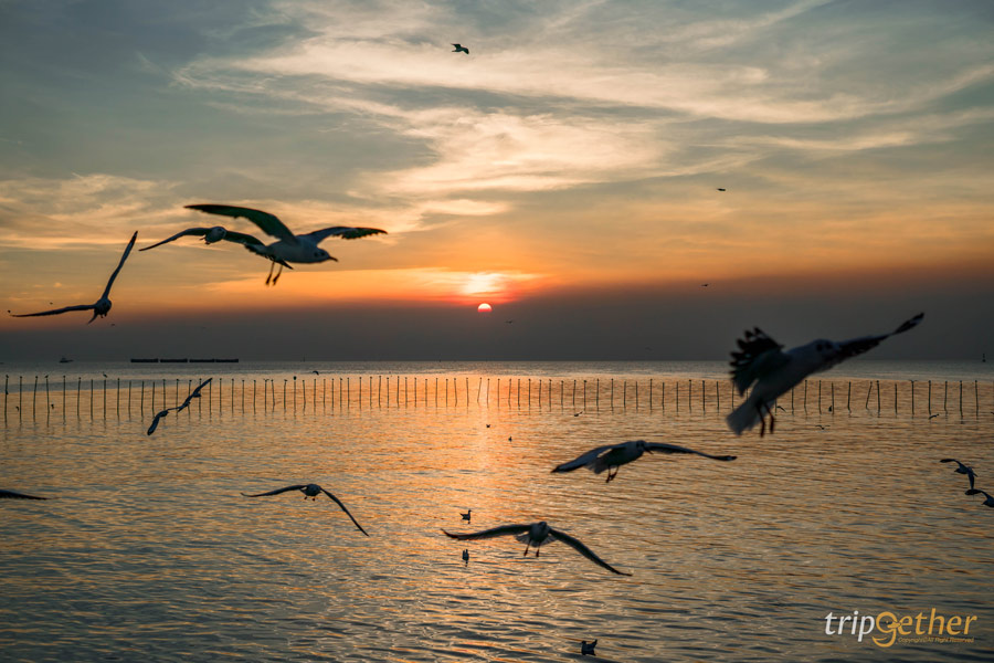 สถานตากอากาศบางปู