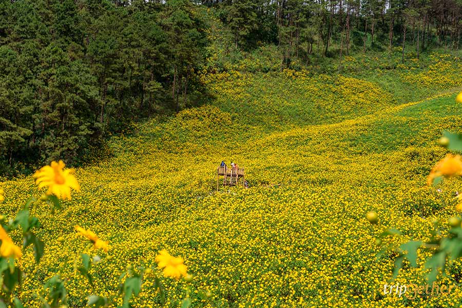 ทุ่งดอกบัวตองดอยแม่อูคอ แม่ฮองสอน