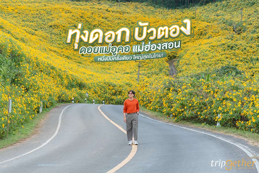 ทุ่งดอกบัวตองดอยแม่อูคอ แม่ฮ่องสอน