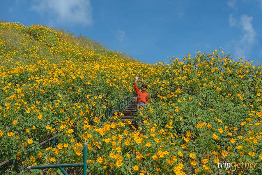 ทุ่งดอกบัวตองดอยแม่อูคอ แม่ฮ่องสอน