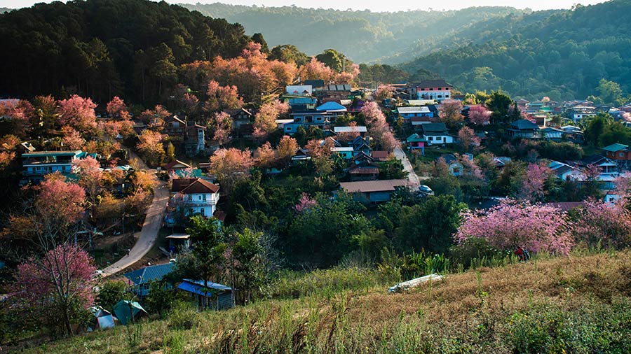 8 พิกัดดูดอกนางพญาเสือโคร่ง บานสะพรั่งต้อนรับต้นปี 2567