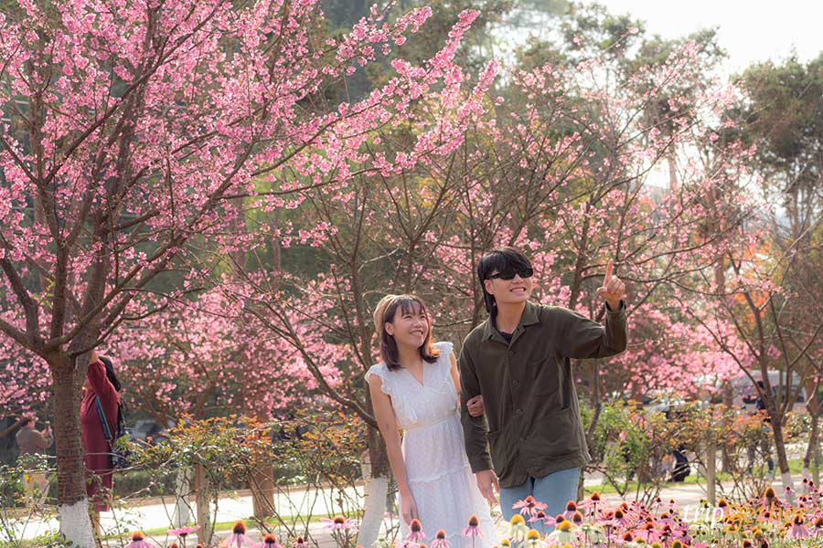 8 พิกัดดูดอกนางพญาเสือโคร่ง บานสะพรั่งต้อนรับต้นปี 2567