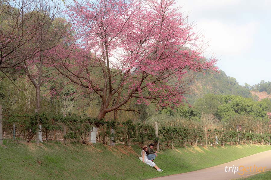 8 พิกัดดูดอกนางพญาเสือโคร่ง บานสะพรั่งต้อนรับต้นปี 2567