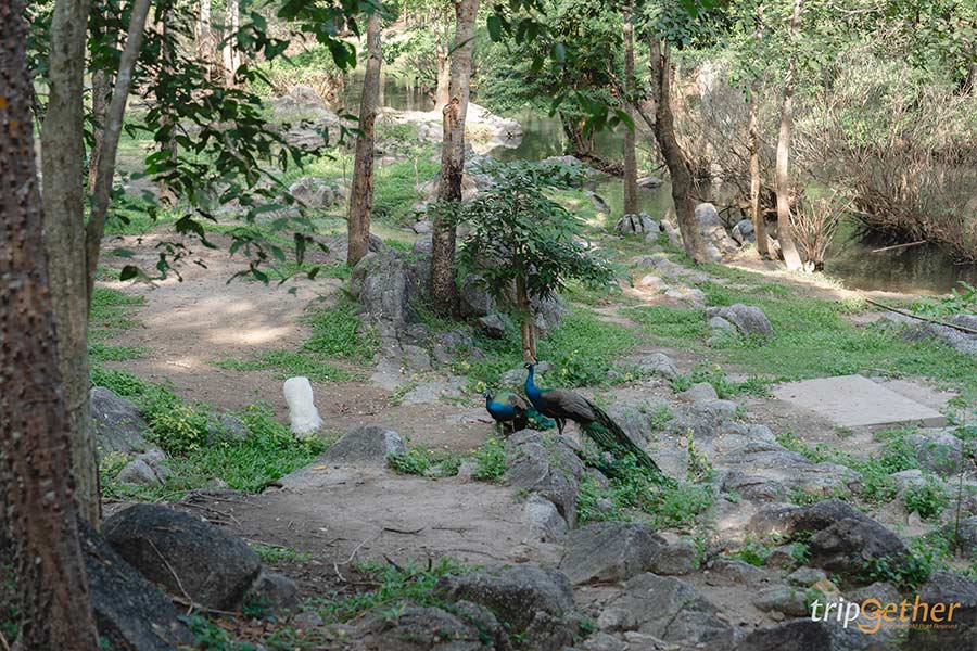 แก่งส้มแมว ราชบุรี จุดเล่นน้ำสุดชิลล์ เติมความสดชื่นในวันหยุด