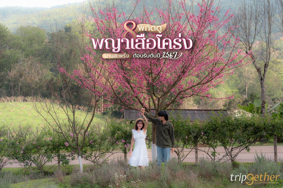 8 พิกัดดูดอกนางพญาเสือโคร่ง บานสะพรั่งต้อนรับต้นปี 2567