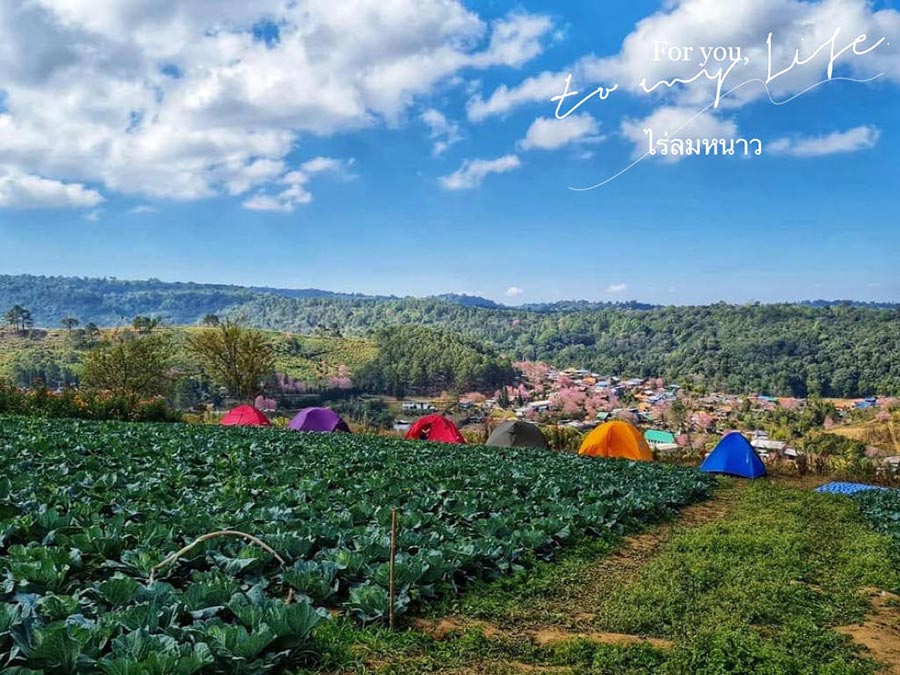 5 ที่พักภูลมโล พิกัดนอนชิลล์ พร้อมดูดอกนางพญาเสือโคร่ง