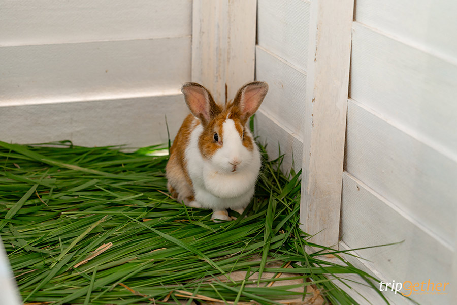 คาเฟ่แม่ฮ่องสอน 