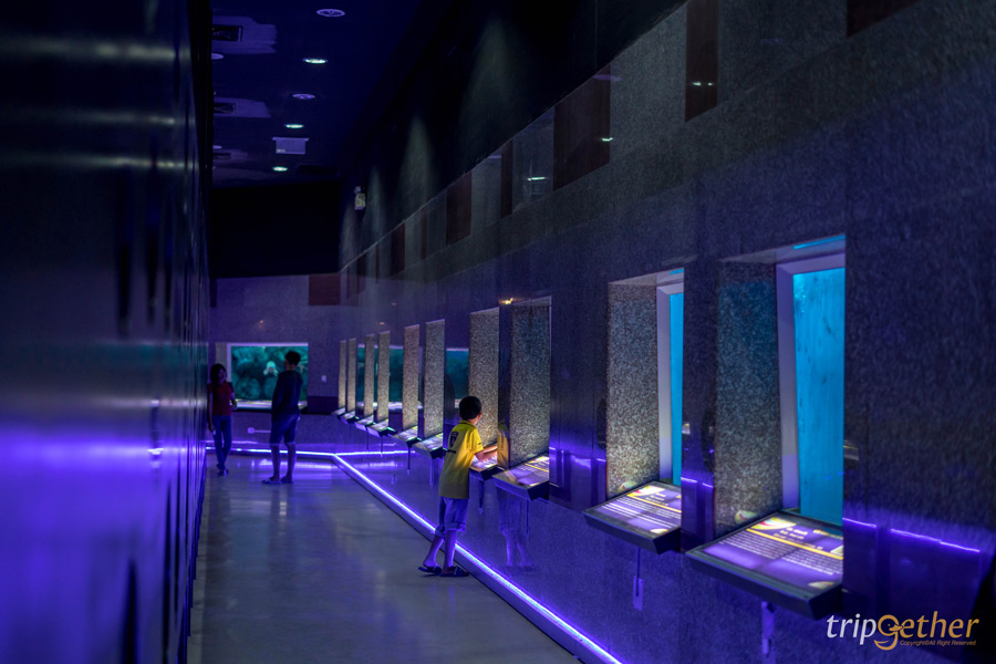 บึงบอระเพ็ด นครสวรรค์