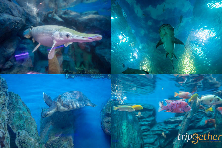 บึงบอระเพ็ด นครสวรรค์