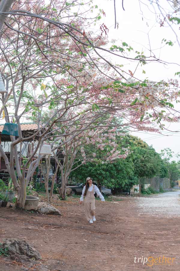 จุดชมวิวภูซับเหล็ก