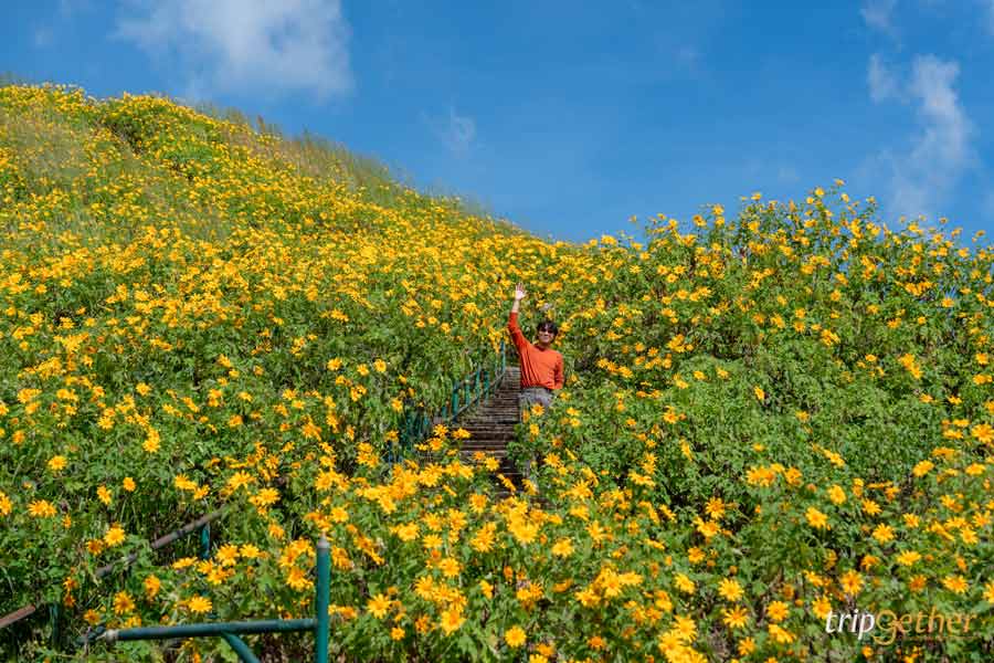 เทศกาลดอกบัวตองบาน